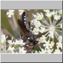 Coelichneumon cyaniventris - Schlupfwespe m01a 15mm - OS-Hellern Wiese det06.jpg